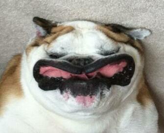 Browse Funny Bulldog Puppy Pictures HD Photo Wallpaper Collection