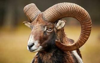 Wallpaper Face Horns Ram Mouflon Image For Desktop Section