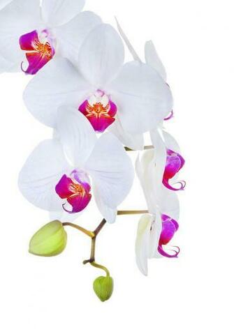 Phalaenopsis Orchids Against White Background Photograph By