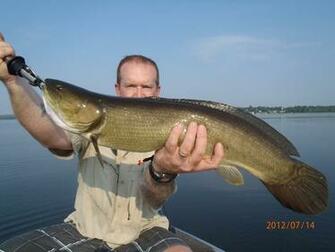 Largemouth Bass Jumping Out Of Water Wallpaper Image Pictures