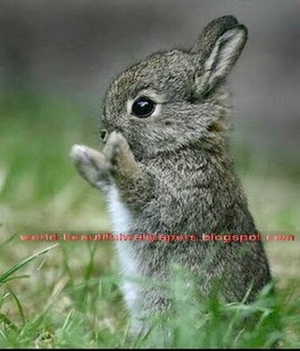 Beautiful Wallpaper Top Cutest Animals Ever