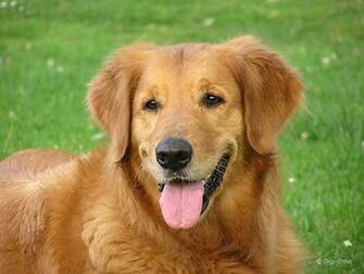Forums Url Imagebuddy Dog Wallpaper For Your Desktop