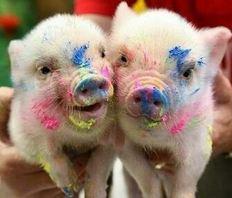 Baby Pigs By Alba H