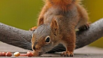 Squirrel Wallpaper Background