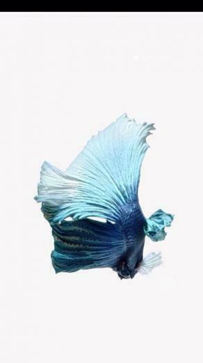Official iPhone 6s Wallpaper Thread iPad Ipod