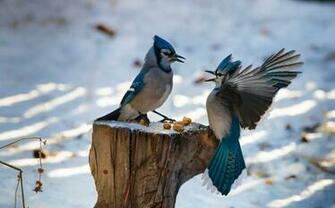 Blue Jay Wallpaper Background