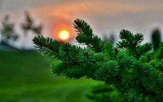 Pine Twig Wallpaper HD