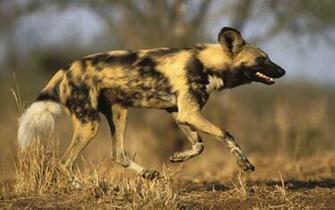 African Wild Dog Wallpaper Gallery