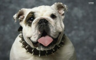 English Bulldog Desktop Wallpaper Dogbreedswallpaper