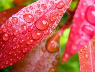 Water Drops On Leaves Wallpaper HD