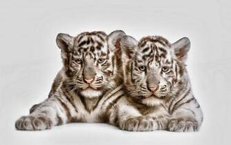 Tow Cute White Tiger Cubs Computer Wallpaper Desktop