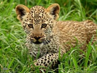 Geographic Animal Wallpaper Best Desktop HD