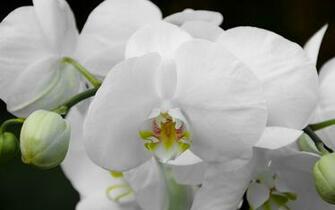 White Orchids Wallpaper