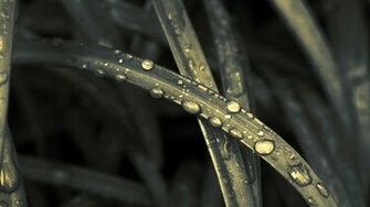 Water Drop Full HD Wallpaper 1080p