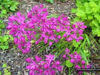 Allium Flowers Wallpaper Resolution