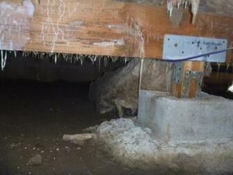 Mold Inspection Vital For Maintaining Building Health Standards Real