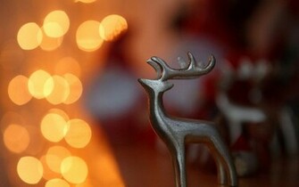 Reindeer Desktop Wallpaper Image