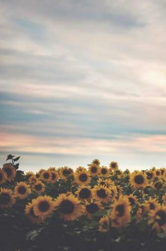 Sunflower Background