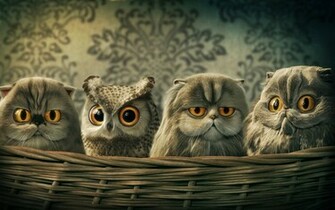 Night Coffee Owl Wallpaper