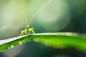 Grasshopper Computer Wallpaper Desktop Background