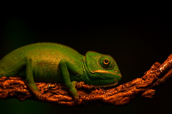 Veiled Chameleon Wallpaper Baby By