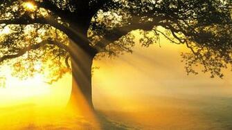 HD Tree Wallpaper Background For
