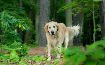Wallpaper Dog Forest Summer Desktop In The