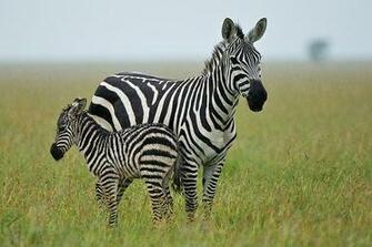 Baby Zebra Pictures HD Wallpaper Pretty