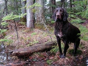 Hunting Dog Wallpaper