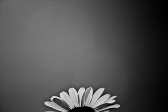 Black N White Flower Wallpaper By Luckysam444