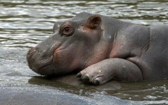 Baby Hippo Wallpaper Cool HD For Desktop Mobile
