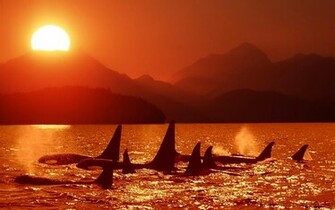 Orca Whales