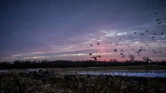 Duck Hunting Wallpaper Net