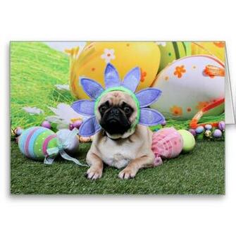 Resting Easter Pug Photo And Wallpaper Beautiful