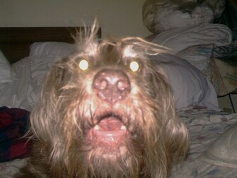 Pin Ugly Dog HD Wallpaper