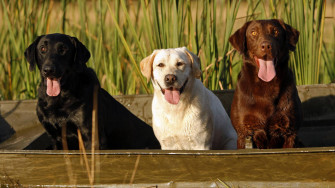 Big Dogs Wallpaper