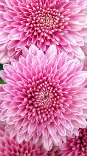 Chrysanthemum Flowers iPhone 5s Wallpaper