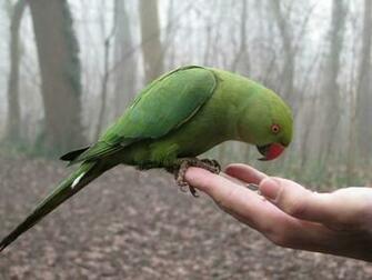 Activating Thoughts Beautiful Parrots Wallpaper