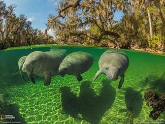 Underwater Wallpaper National Geographic Photo Of The Day