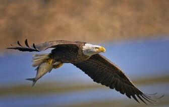 Bald Eagle Bird Predator Fish Flying Wings Catch Prey Wallpaper