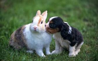 HD Wallpaper S Beautiful Baby Rabbits