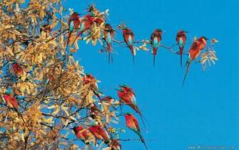 Wallpaper Trees And Birds Many Red On The Tree