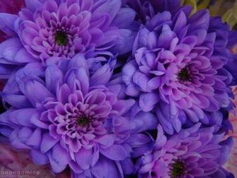 Tags Flower Wallpaper Lily Pink