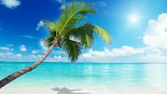 Palm Tree Beach 4k HD Desktop Wallpaper For Ultra Tv