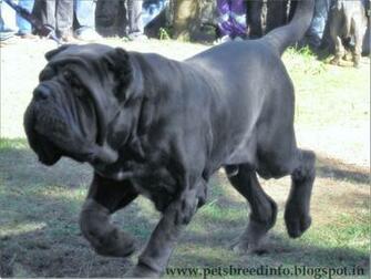 Mastiff Dog HD Wallpaper Neapolitan