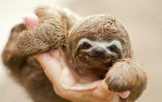 Sloth Wallpaper And Image Pictures Photos