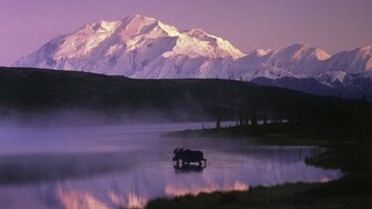 Moose Walking In The Denali Lake Alaska Wallpaper