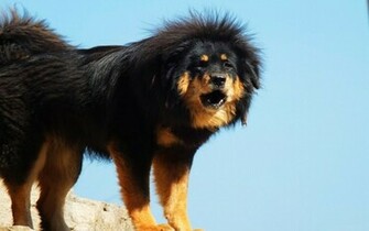 Tibetan Mastiff At Show Wallpaper In HD All