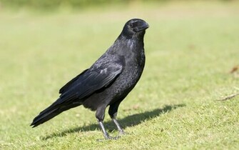 Crow Wallpaper