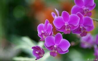 Full HD Flowers Wallpaper